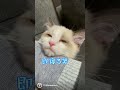 子供の頃から可愛すぎるマカロン。#ラグドール #マカロンdaily #猫 #布偶猫 #shorts #ragdolls