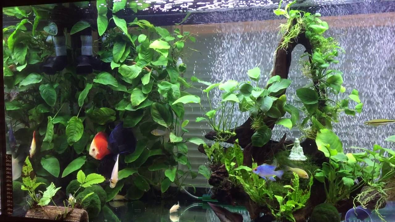 My 75 gallon Discus Community tank with live plants and drift wood Part ...