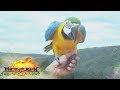 Matanglawin: Free Flight Parrot