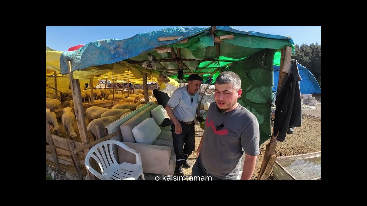 GEMLİK HAYVAN PAZARI KURBANLIK FİYATLARI