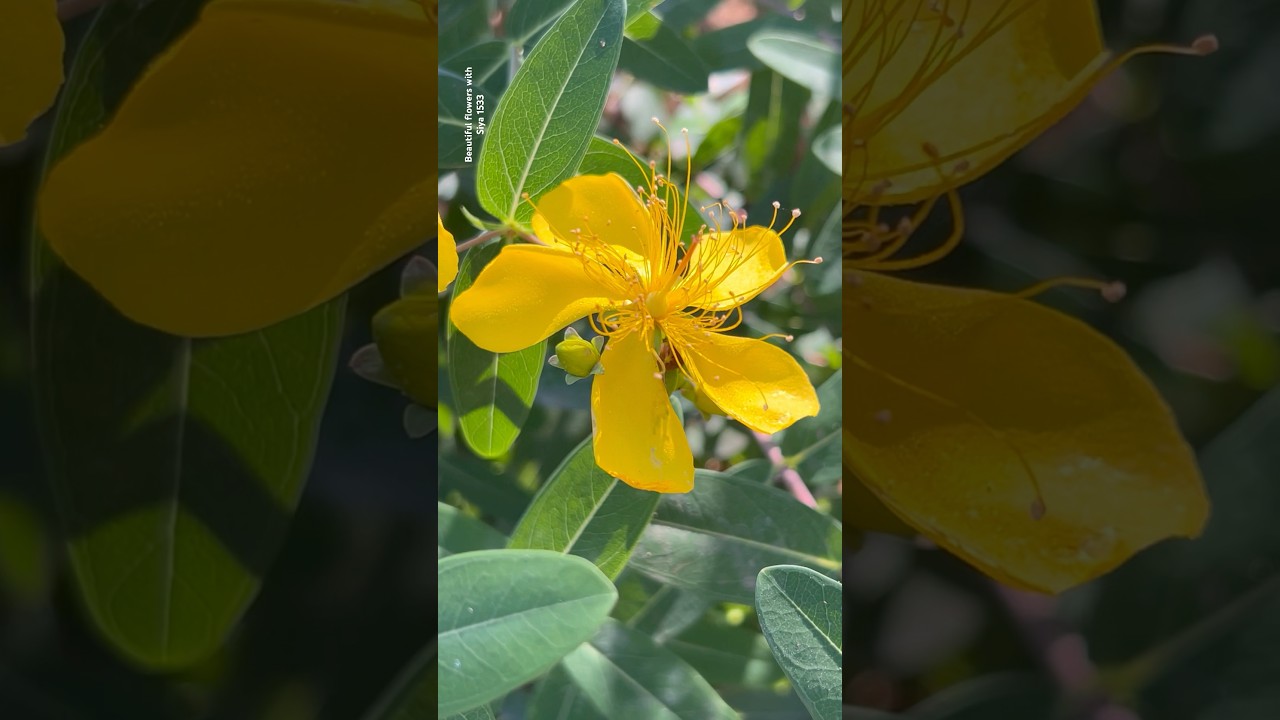 Rare variety yellow melastoma || Home Gardening | 