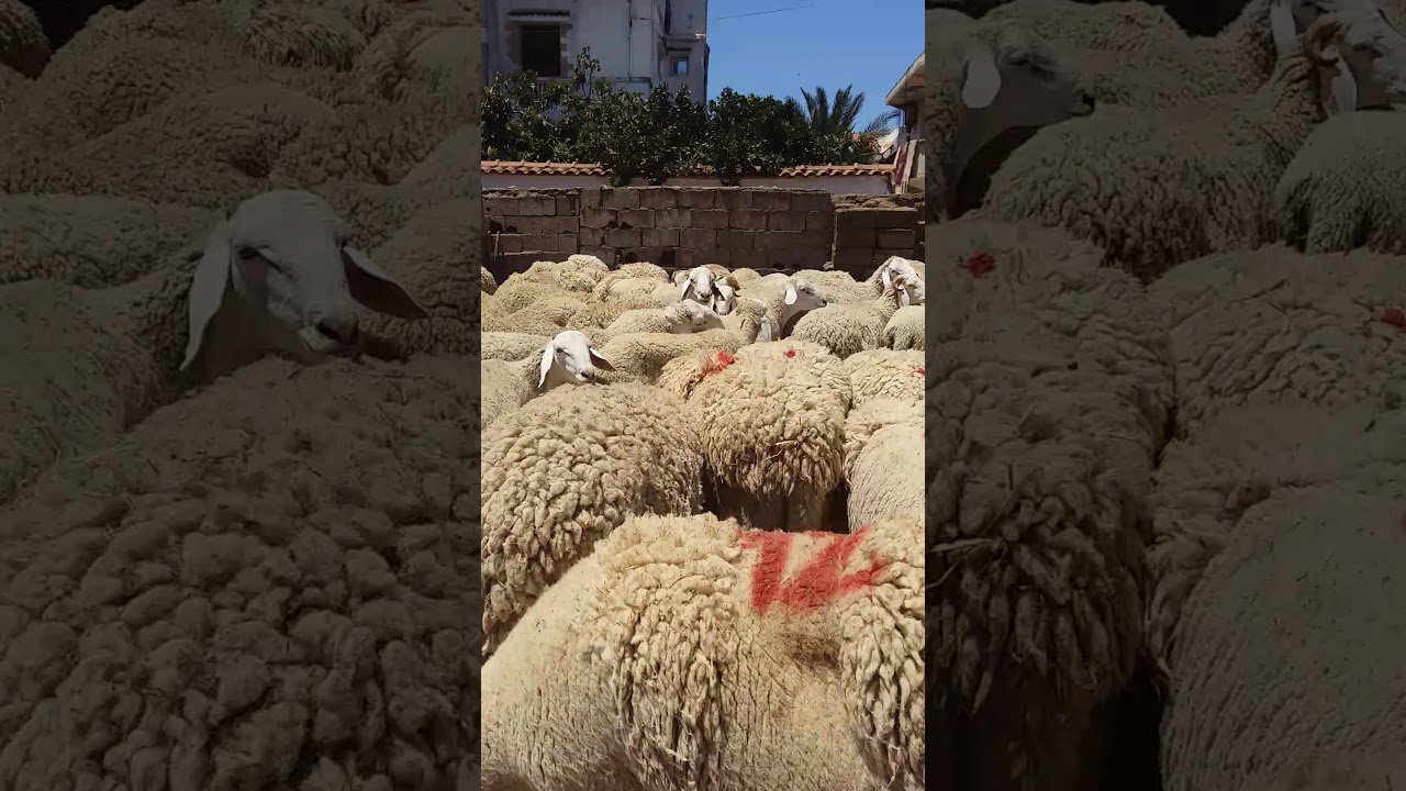 سوق كباش العيد 2020   لي حب يشري مرحبا بيه رقم الهتاف فى اوال تعليق