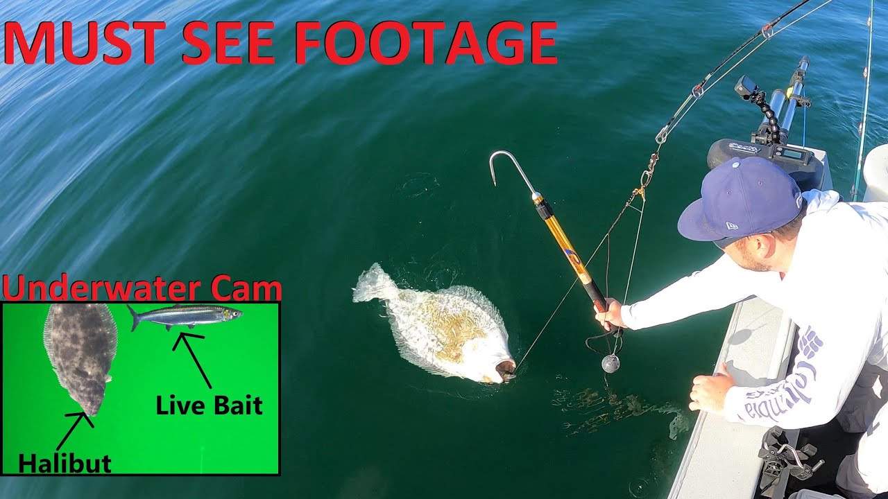 RARE Underwater VIDEO of Halibut Feeding on my Live Bait YouTube