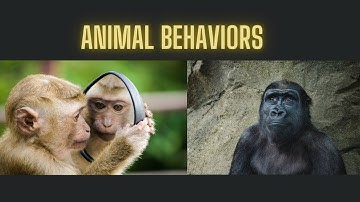 Innate Behavior vs Learned Behaviors, social cognitive theory