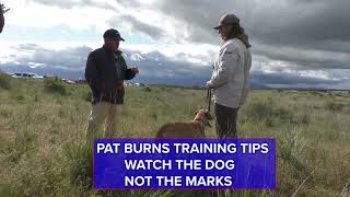Pat Training Tips Watch The Dog