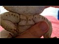 Bearded Dragon Femoral Pore Update Check | 3 Dragons!!