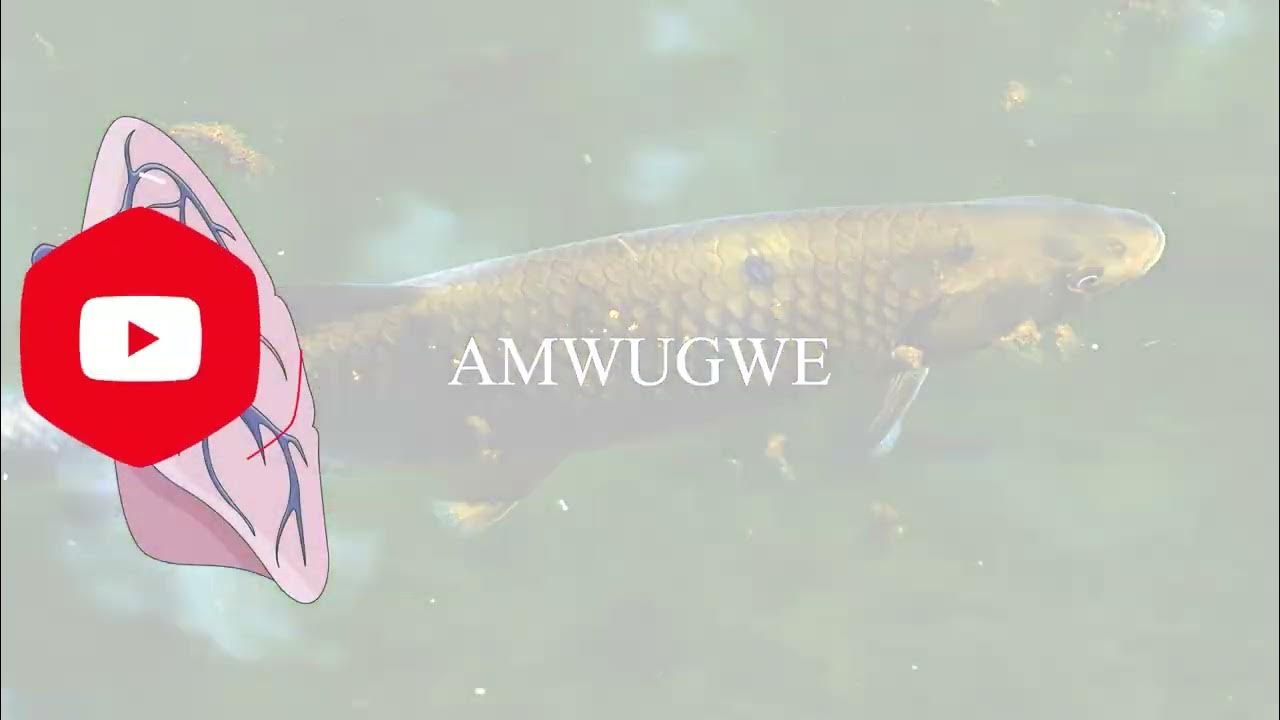 Obadde Okimanyi Lungfish Are The Only Fish That Have Both Lungs And