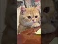 👆🏻Santai👆🏻 🐈video kucing🐈⬛ #kucing #pusa #قطة #iring#cat