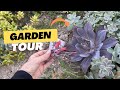 Take a walk with me as I share these beautiful succulents with you. #garden #gardentour #gardening