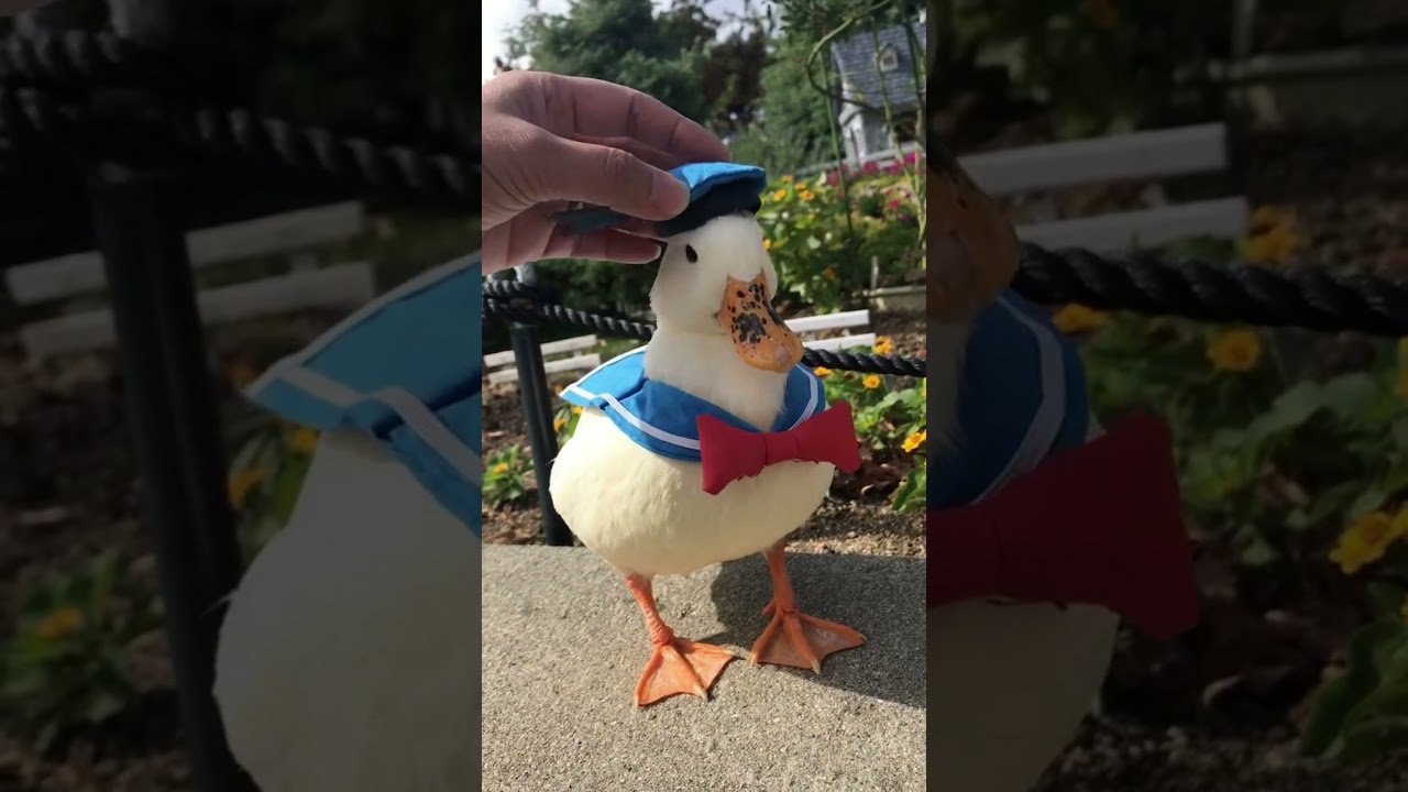 PATO DONALD NA VIDA REAL 🦆  