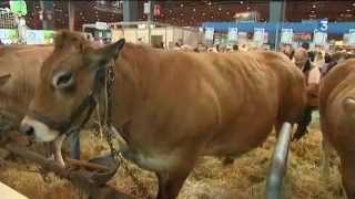 Starlette, une  vache Parthenaise au salon de l'Agriculture