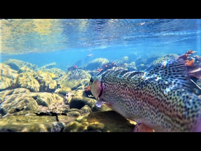 TROUT FISHING in Ultra Clear Shallow Water