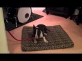 The Good Dog Minute 2/21/14: Rocky's dog aggression and reactivity making huge progress! The Good Dog Minute 2/21/14: Rocky's dog aggression and reactivity making huge progress!
