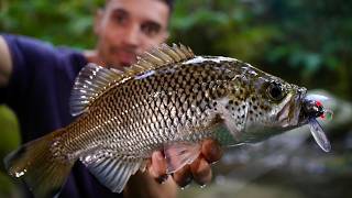 Fishing with a Cicada in the JUNGLE