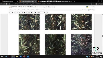 Project 1 - Wheat Head Detection