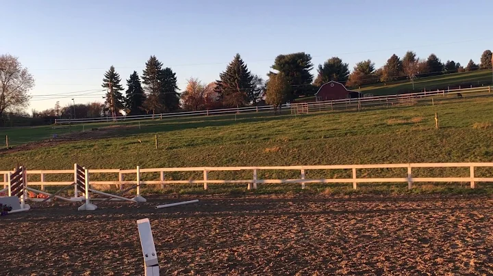 Hunny the horse for sale