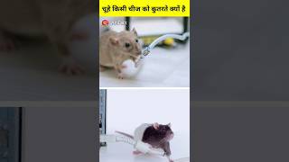 चूहे किसी चीज को कुतरते क्यों है ?|| facts in hindi || Amazing Facts || facts shortsyoutubeshorts