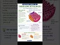 Endoplasmic reticulum and its functions.....