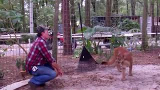 Adorable Panther Has A Funny Way Of Showing Her Love