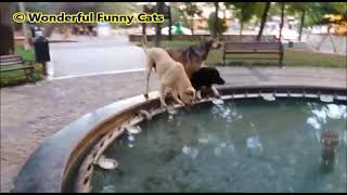 Interesting behavior of animals │Funny reactions of dogs