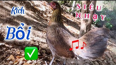 Tiếng gà mái rừng kêu gọi trống nhanh nhất 2025 || Poj qaib seev zoo dib tuaj 100%✔✔