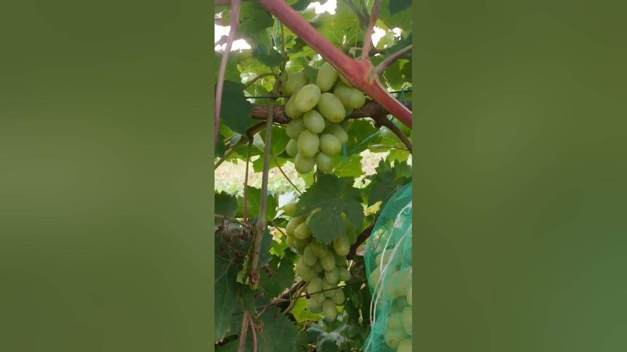 Виноград плодовый - Плодовые кустарники - Садовый центр ЛЕТО