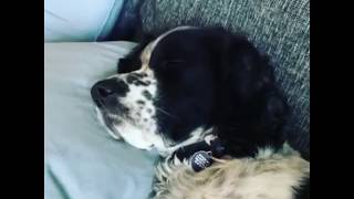 Cocker Dog Can't Sleep Without Her Pillows