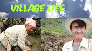 Planting Rice For The First Time Village Life How To Plant Rice In The Proper Way 