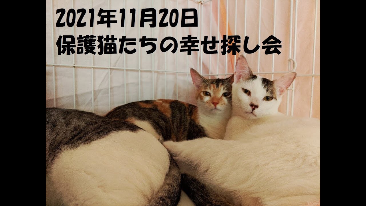 令和３年１１月２０日開催 Ccp主催 第１０８回保護猫たちの幸せ探し会 ご報告 Chigasaki Cat S Protect チガサキ キャッツ プロテクト