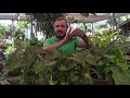 CALADIUM: Cuidado com seu Repouso Vegetativo | Murilo Soares | Spagnhol Plantas