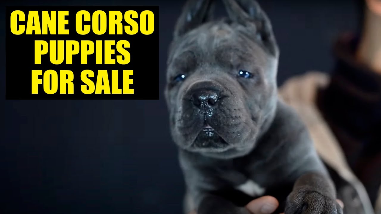 Cane Corso Puppies For Sale Cane Corso X Man Barcelona