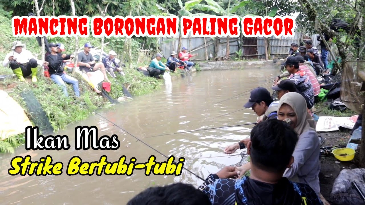 KOLAM  KECIL IKANNYA BIKIN NAGIH ‼️ MANCING BORONGAN IKAN MAS DAN NILA