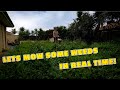 MOWING AN OVERGROWN LAWN IN REAL TIME!