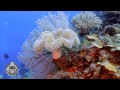 Arrecifes de Senderawasih con el SMY Ondina - LANDIVE.ES