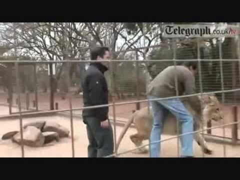 Top 10 Lion attacks on human (by odissey505)