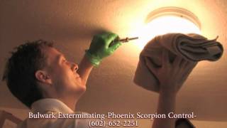 Scorpion Quick Facts: How Do Scorpions Get In Your House  Lights