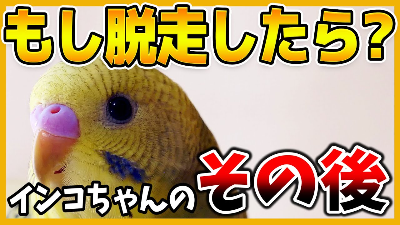 今すぐするべき暑さ対策3選 熱中症の危険 この暑さはインコも耐えられません コザクラインコ セキセイインコ Budgerigar Youtube