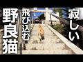 【寂しがり屋の野良猫】逃げても逃げても付いて来る茶トラ猫
