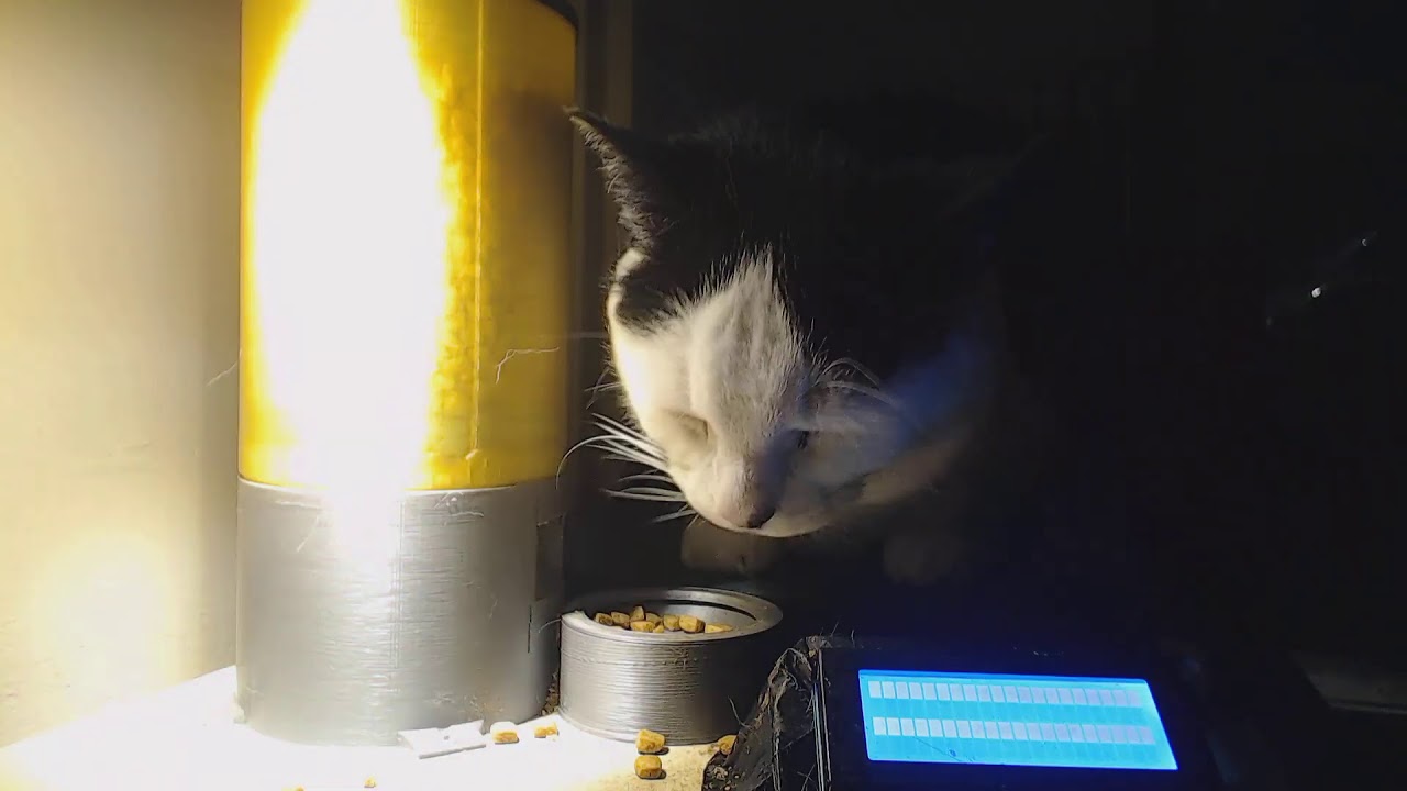 Live cat stream - YouTube