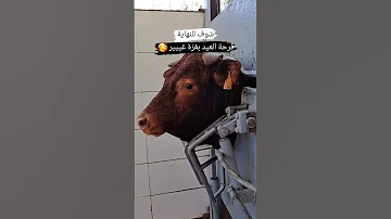 حتحبو الفيديو ذبح عجول و فرحة عيد الأضحى في قطاع غزة عجول العيد عيد عيد الاضحى عيد الأضحى 