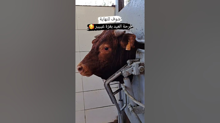 حتحبو الفيديو 🥰 ذبح عجول و فرحة عيد الأضحى في قطاع غزة  #عجول_العيد #عيد #عيد_الاضحى #عيد_الأضحى