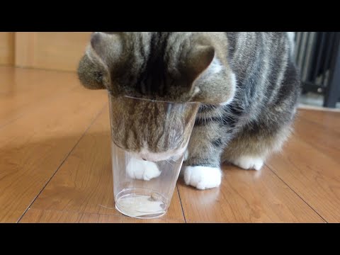 利き手とねこ２。-Dominant hand and Cats.-