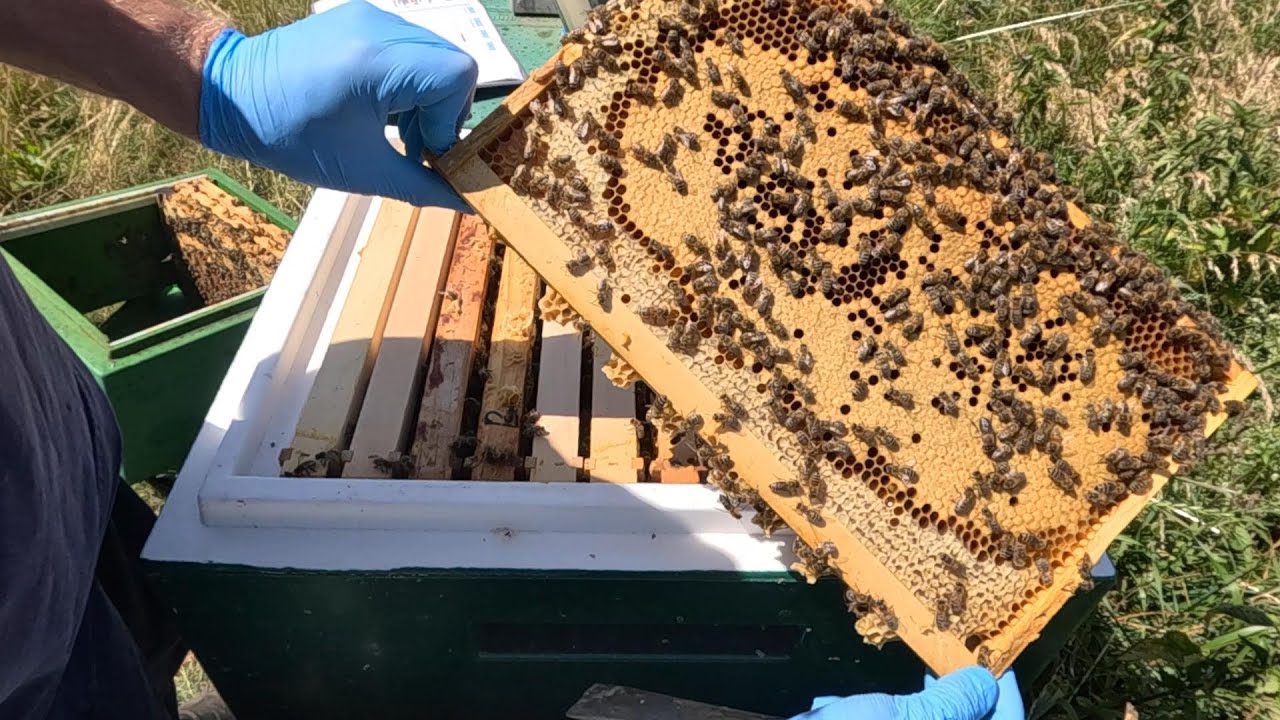 Welche Königin darf mit in 2026? Selektion.