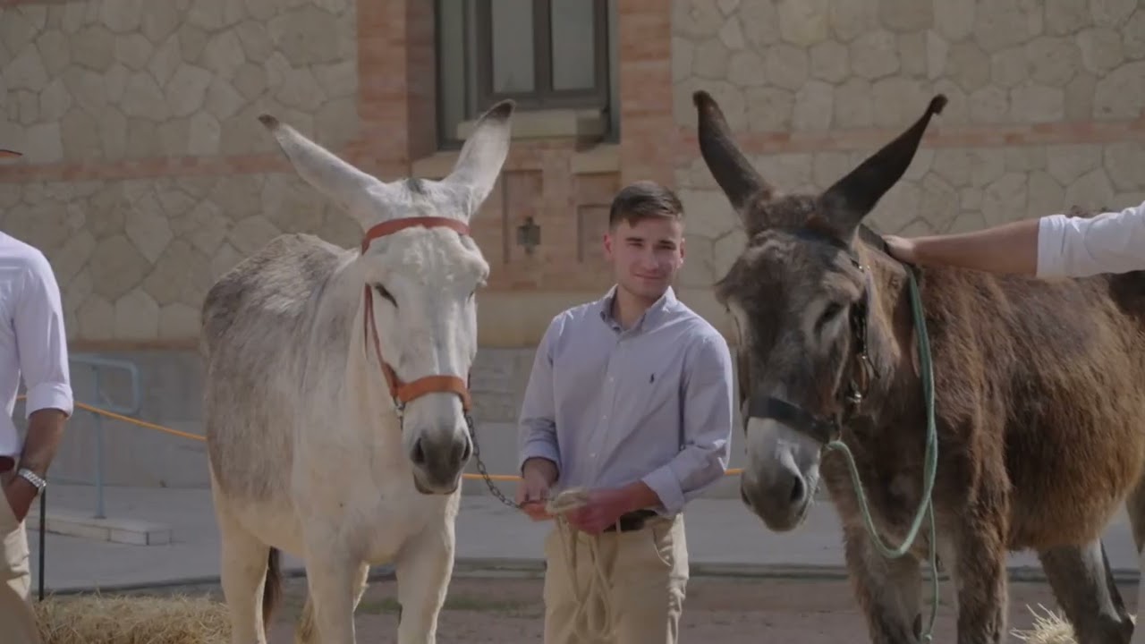 II Campeonato Nacional del Asno de Pura Andaluza