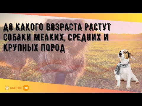 До какого возраста растут собаки мелких, средних и крупных пород