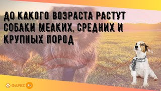 До какого возраста растут собаки мелких, средних и крупных пород