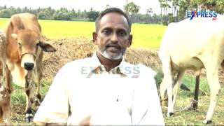 Organic Rice farming by V.V.Rama Rao Krishna District - Express TV