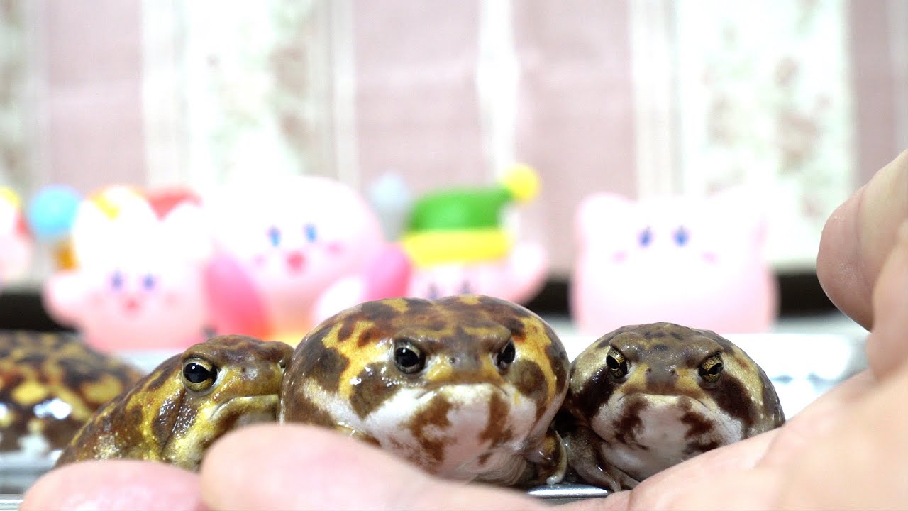 Круглая девочка-лягушка мечтает стать суперзвездой🥰