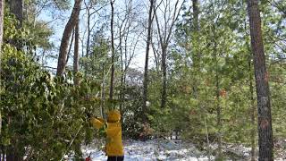 Time-lapse of cutting down a tree