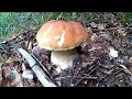 Білі гриби 2020 осінній сезон в Карпатських лісах